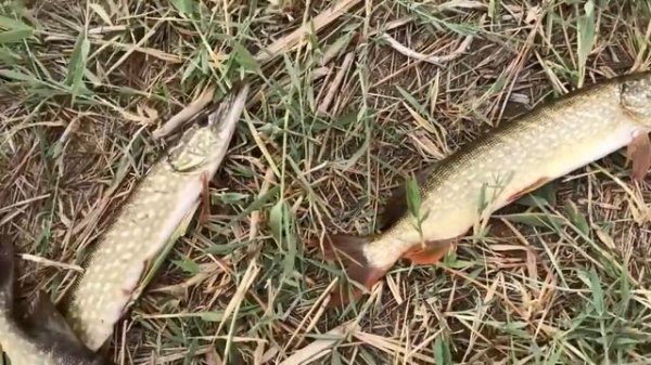 Кызыл-Орда.Рыбалка на озере Сарыкол