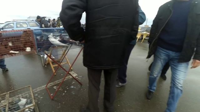 Птичий рынок 02.02.2020 (магический рынок))) 4К смотреть онлайн