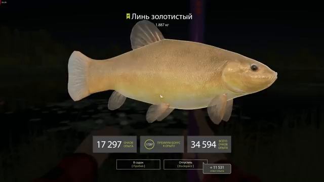 РУССКАЯ РЫБАЛКА 4. Как поймать Линя золотистого на Медвежке?! смотреть онлайн