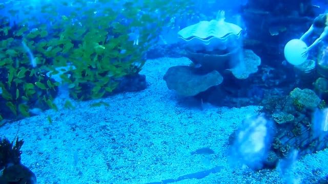 Mermaiding, shining, living. 美人鱼。 Beautiful mermaid tail. Красивый хвост русалки смотреть онлайн