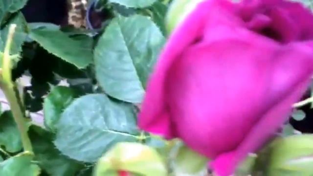 Rosier Arbustif Minerva | Floribunda (Fil Roses) смотреть онлайн