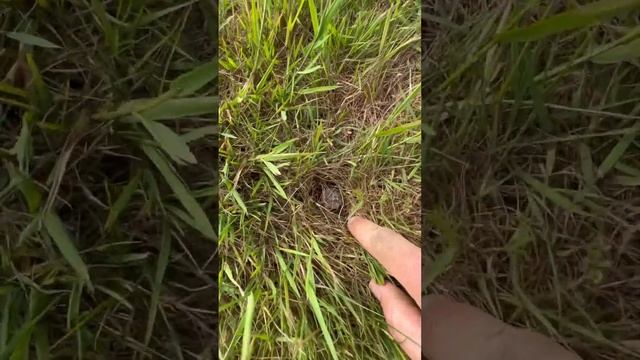 Park metal detecting смотреть онлайн