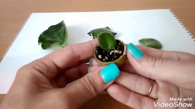 Крошечный лист фиалки - даст ли он потомство? смотреть онлайн