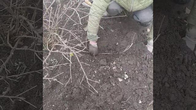 Смородина и крыжовник.Размножение(черенкования и прикопы).Осенний уход за кустарниками. смотреть онлайн