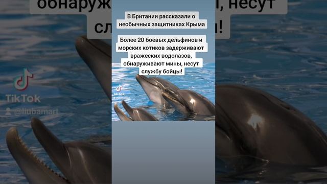 Боевые дельфины! #новости#крым#юмор#дельфины#мины #анекдоты #сарказм смотреть онлайн