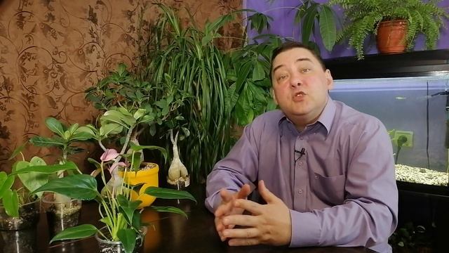 Секреты полива антуриума. [ВСЕ ПО УМУ] смотреть онлайн