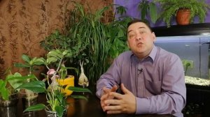 Секреты полива антуриума. [ВСЕ ПО УМУ]