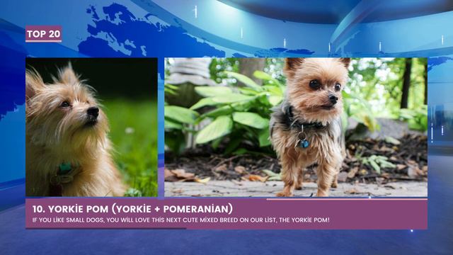 Top 20 Cutest Mixed Breeds смотреть онлайн