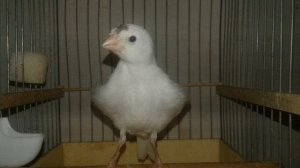 Русская канарейка. Овсяночный напев.mp4