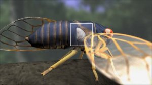 Как «поют» кузнечики, цикады и сверчки?  How do grasshoppers, cicadas and crickets “sing”?