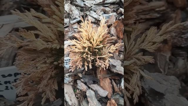 #моживельник#лаймглоу смотреть онлайн