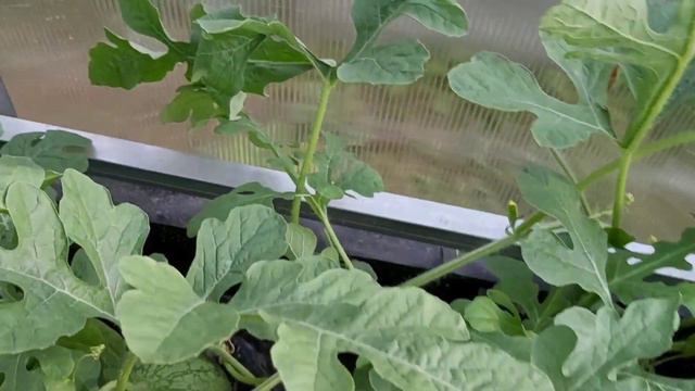 Зреет урожай. Голубика, помидоры, огурцы, кабачки, арбузы... 29 июля 2020г. смотреть онлайн