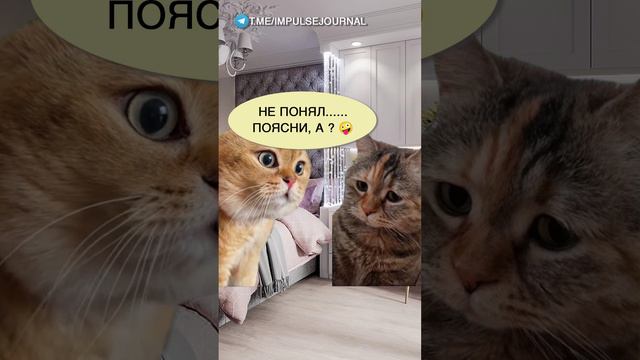 Астрологический развод #мыкотики #разговор #анекдот #шутки #коты #юмор #смешное #прикольно #мемы #ca смотреть онлайн