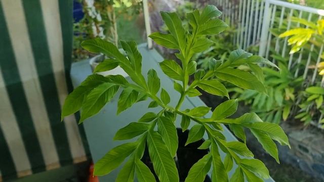 Small Amorphophallus konjac bulb with opened leaves. смотреть онлайн