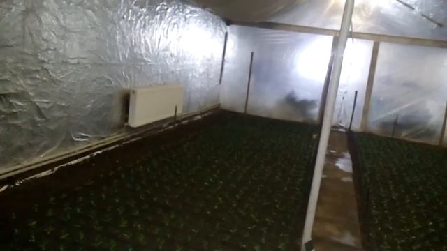 Вирощування Еустоми. Два тижні після висадки.