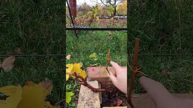 осенняя обрезка виноградного куста смотреть онлайн