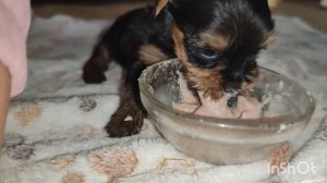 Щенки йорка 3,5 недели. Первые дни прикорма. Кормим с дочкой