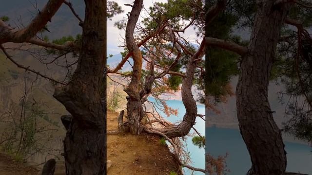 Харачи - хороши