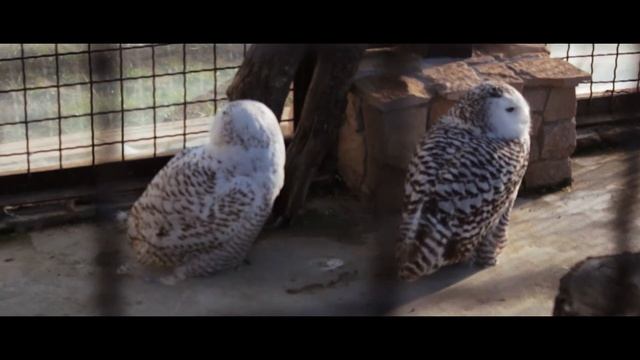 Зоопарк 12 месяцев смотреть онлайн