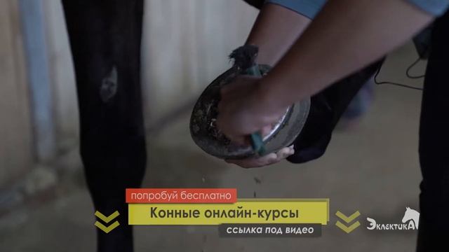 Уход за копытами крючкование. Чистим копыта лошади. Конный спорт. смотреть онлайн