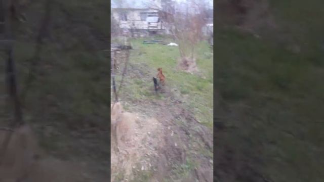 Питомник цвергпинчер Елитстар. переезд на дачу. 2021 смотреть онлайн