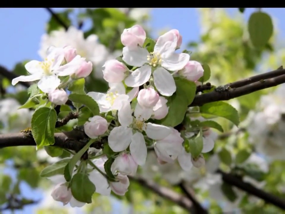 Яблони в цвету.mp4 смотреть онлайн