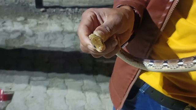 DANGEROUS SNAKES IN MOUNT ABU | Upar Wala Vlogger | Russel Viper | Cobra | Python | смотреть онлайн