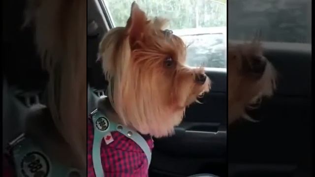Дождевик для йоркширского терьера - одежда для собак "Crystaldog" смотреть онлайн