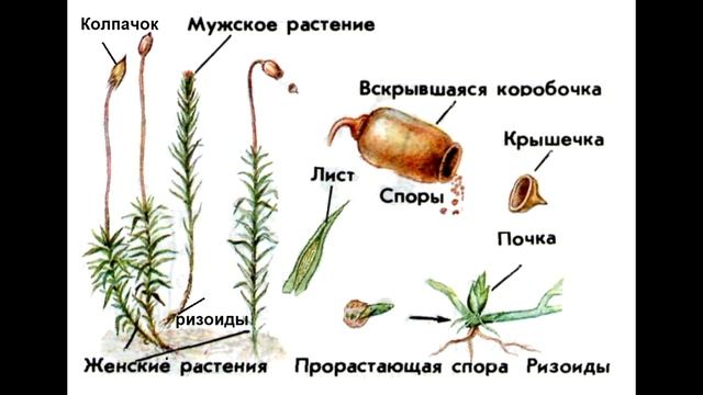 § 21 Отдел Моховидные. Общая характеристика и значение