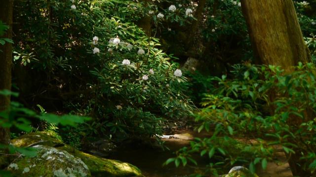 Rosebay Rhododendrons - Current Conditions смотреть онлайн