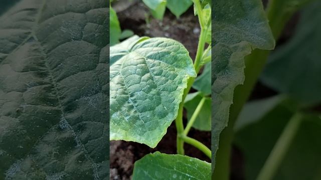 пожелтение края листа у огурцов. недостаток азота. #подкормка #дача #теплица #огурцы смотреть онлайн