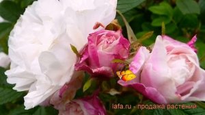 Роза канадская парковая Луиза Багнет ? обзор: как сажать, саженцы розы Луиза Багнет