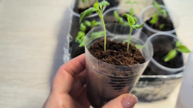 Рассада баклажанов на первом этапе роста смотреть онлайн