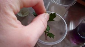 Черенкование хризантем (из букета)