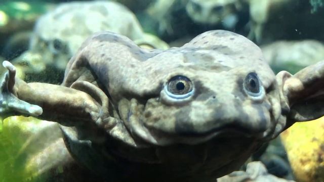 The Lake Titicaca Water Frog смотреть онлайн