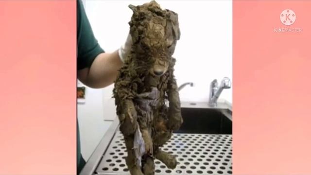 Они думали, что спасли маленькую собачку! Но вы не поверите, что они увидели, отмыв ЕЕ! смотреть онлайн
