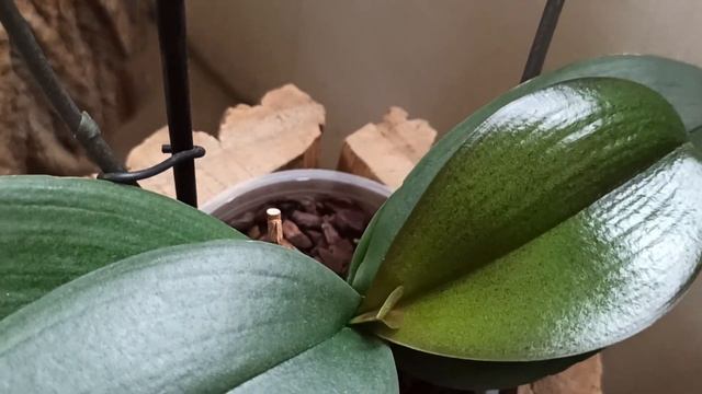 Орходеи Phalaenopsis, июнь . Райский уголок - 1. Психопсис ( Psychopsis ) цветёт. смотреть онлайн
