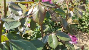 РОЗА ТЬЕРРИ МАРКС | Обзор сорта: Роза Thierry Marx (Тьерри Маркс)