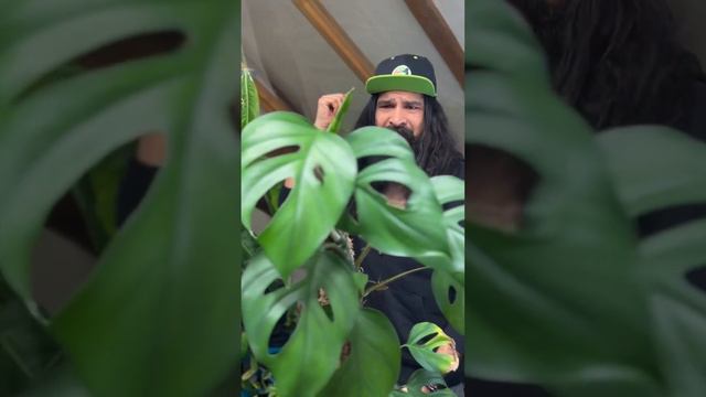 More about Raphidaphora! смотреть онлайн