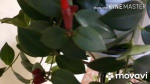 Эсхинантус Мона Лиза.Мои комнатные цветы Уход и размножение