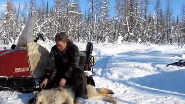 Традиции - ПУЛЬС народа! (таёжный репортаж) смотреть онлайн