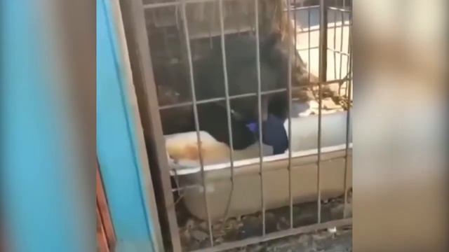 "Не лезь, он тебя сожрёт!" - в Амурской области медведь попытался покалечить мужчину смотреть онлайн