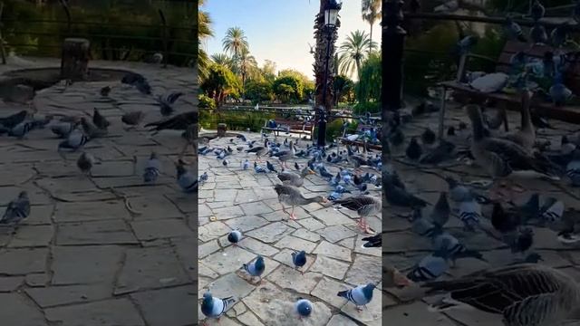 Птицы в парке Сьютаделья, Барселона смотреть онлайн