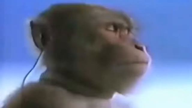 значит решила обезьянка стырить у человека плеер... смотреть онлайн