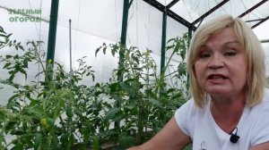 Несколько способов как остановить ЖИРОВАНИЕ ТОМАТОВ! Советы от ЗЕЛЕНОГО ОГОРОДА!