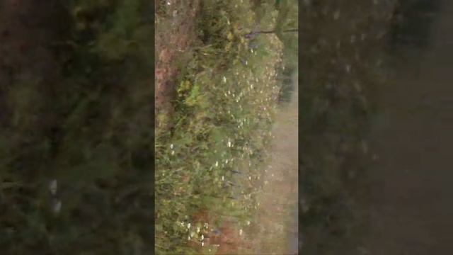 собака породы русская гончая смотреть онлайн