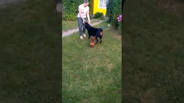 Ротвейлер и такса на даче смотреть онлайн
