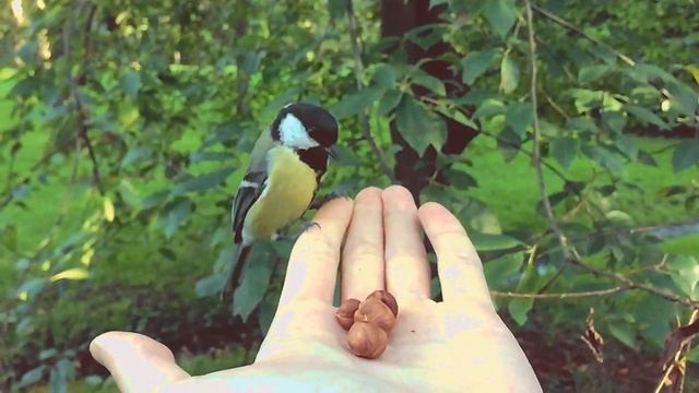 Синички кушают орешки с рук смотреть онлайн
