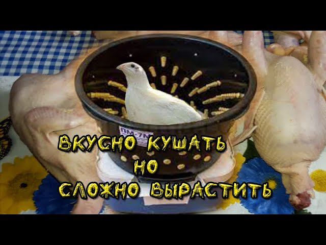 Деревенская нудная рутина Трепаю перепелок смотреть онлайн