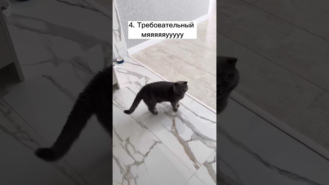 разновидности мяу кота Барона @my_cat_baron #cutecats #котики #рекомендации #subscribe смотреть онлайн